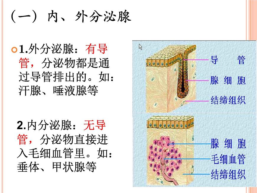 初中生物人教版七年級下冊 第四節(jié)激素調(diào)節(jié) 課件第3頁