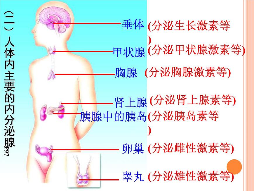 初中生物人教版七年級下冊 第四節(jié)激素調(diào)節(jié) 課件第4頁