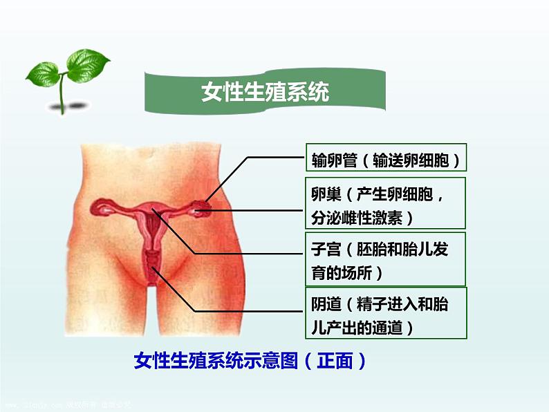 初中生物人教版七年级下册 第二节人的生殖 课件第6页
