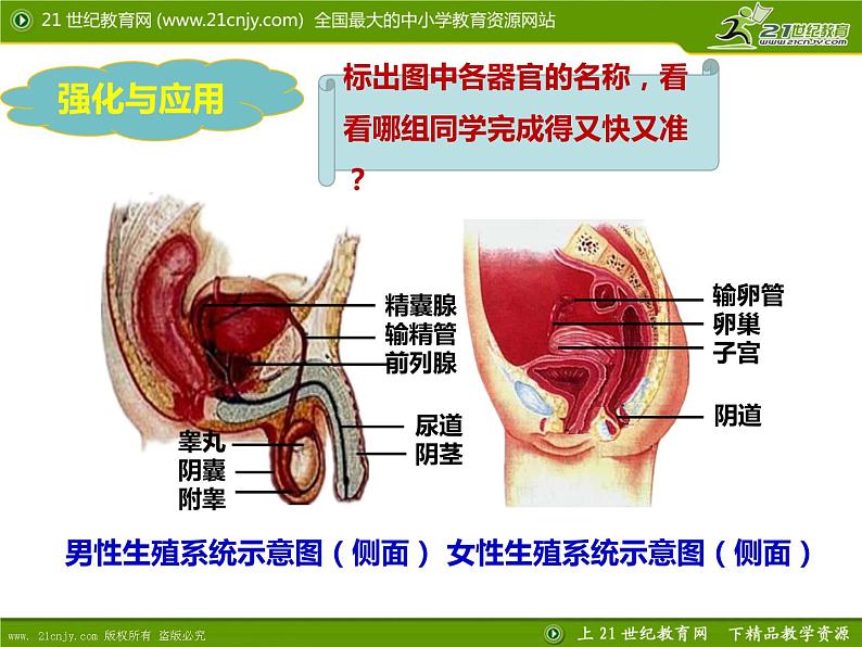 初中生物人教版七年级下册 第二节人的生殖 课件第8页