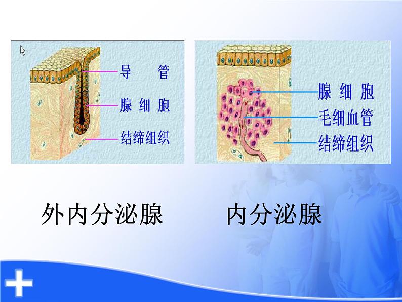 初中生物人教版七年级下册 第四节激素调节 4 课件04