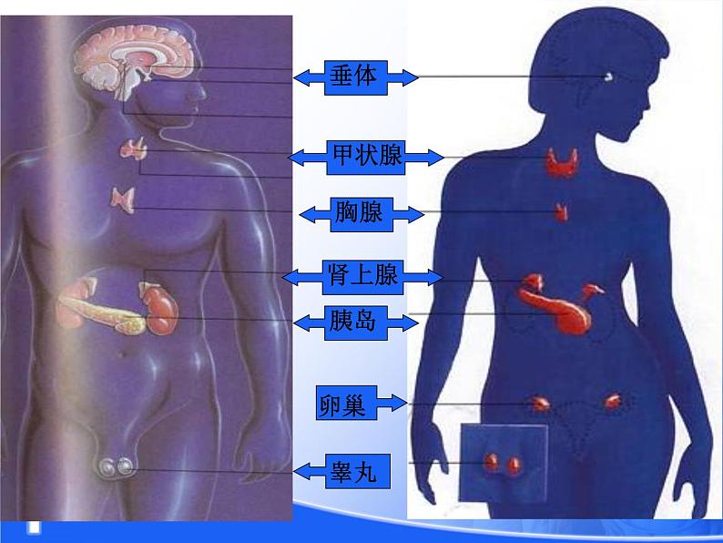 初中生物人教版七年级下册 第四节激素调节 4 课件06