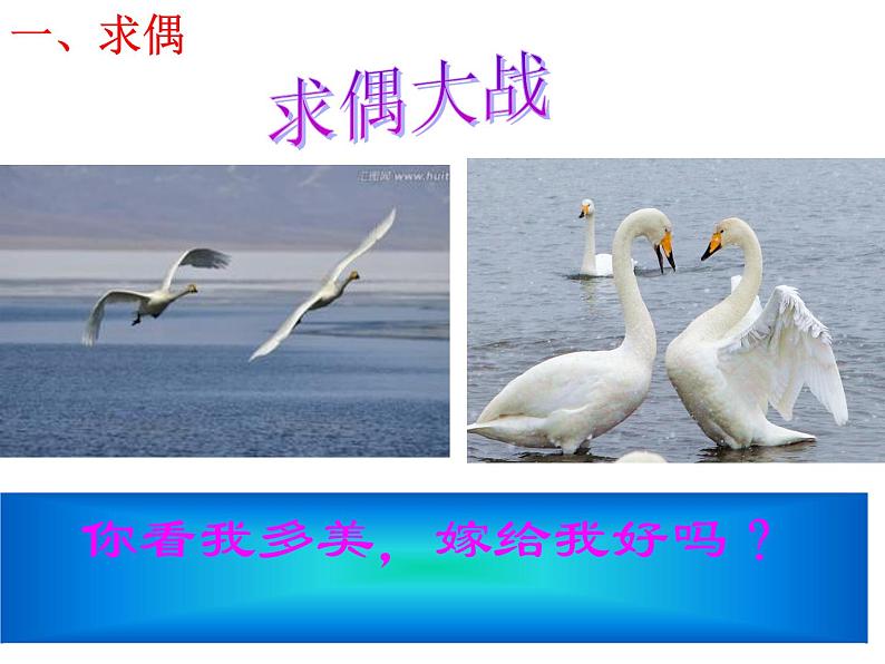初中生物人教版八年级下册 第四节鸟的生殖和发育 4 课件第3页