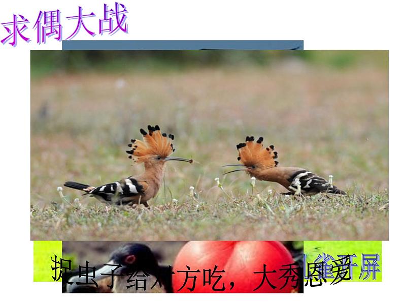 初中生物人教版八年级下册 第四节鸟的生殖和发育 4 课件第4页