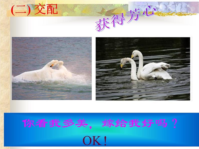 初中生物人教版八年级下册 第四节鸟的生殖和发育 4 课件第5页
