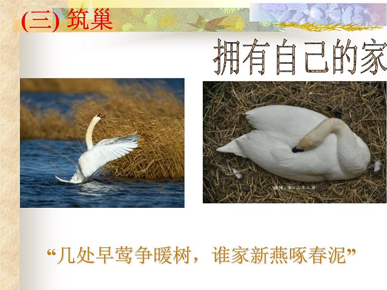 初中生物人教版八年级下册 第四节鸟的生殖和发育 4 课件第6页
