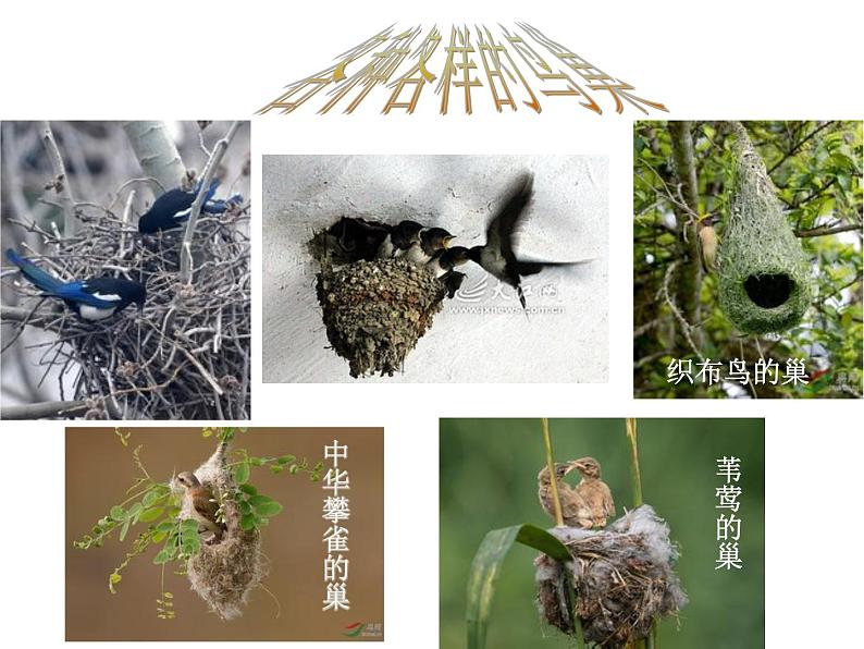 初中生物人教版八年级下册 第四节鸟的生殖和发育 4 课件第7页