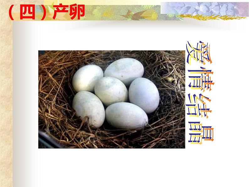 初中生物人教版八年级下册 第四节鸟的生殖和发育 4 课件第8页