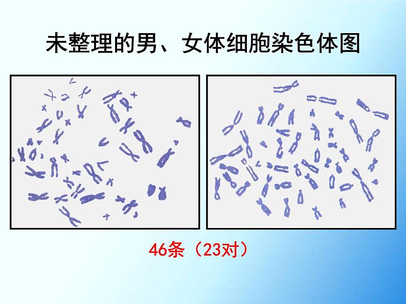 初中生物人教版八年级下册 第四节人的性别遗传 3 课件第4页