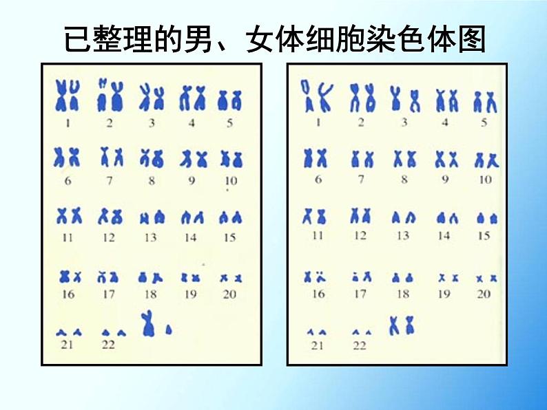 初中生物人教版八年级下册 第四节人的性别遗传 3 课件第5页