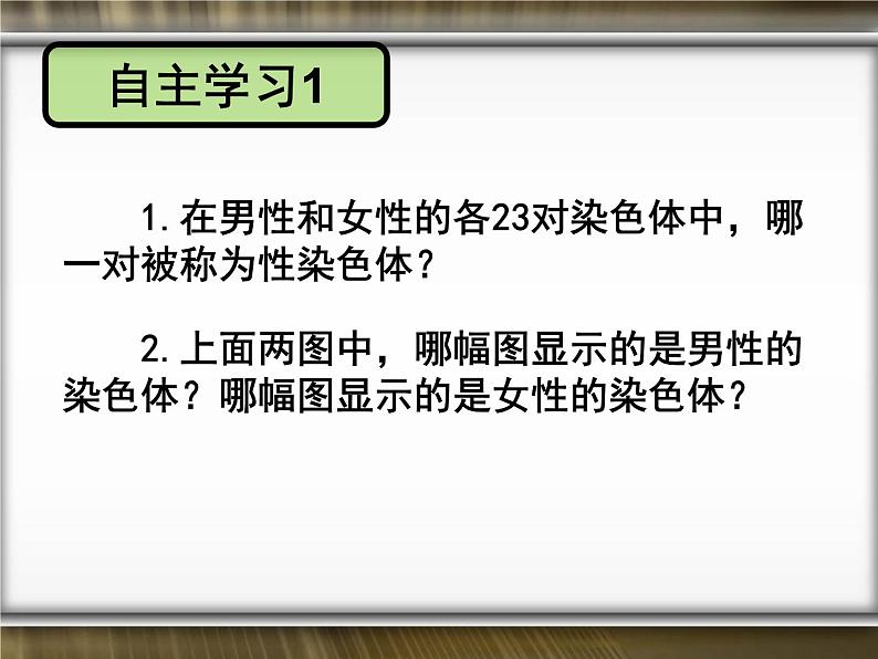 初中生物人教版八年级下册 第四节人的性别遗传 3 课件第6页