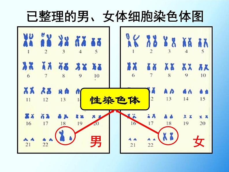初中生物人教版八年级下册 第四节人的性别遗传 3 课件第7页