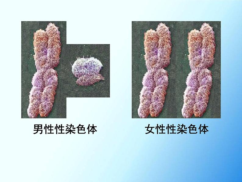 初中生物人教版八年级下册 第四节人的性别遗传 3 课件第8页