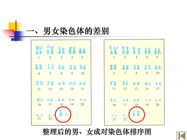 初中生物人教版八年级下册 第四节人的性别遗传 5 课件第5页