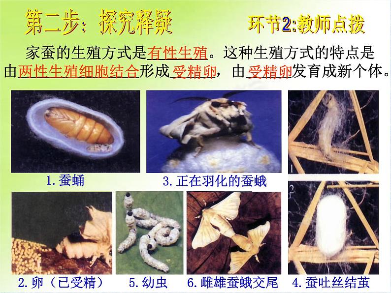 初中生物人教版八年级下册 第二节昆虫的生殖和发育 课件第7页