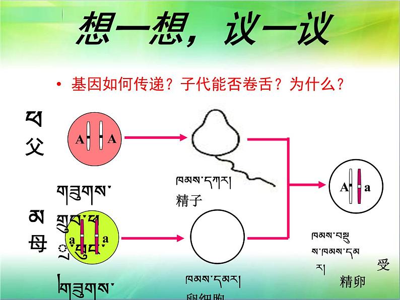 初中生物人教版八年级下册 第三节基因的显性和隐性 2 课件第4页