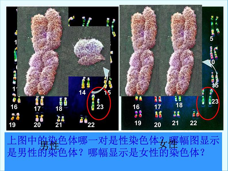 初中生物人教版八年级下册 第四节人的性别遗传 2 课件第3页