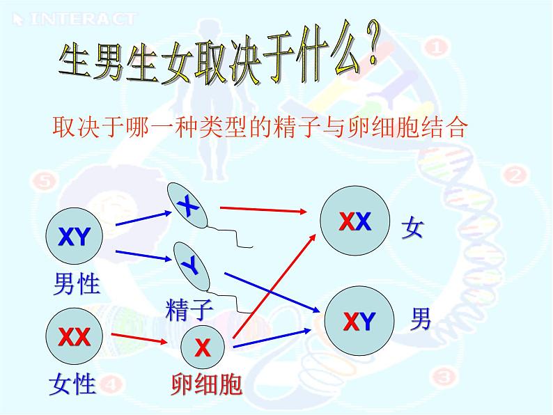 初中生物人教版八年级下册 第四节人的性别遗传 2 课件第6页