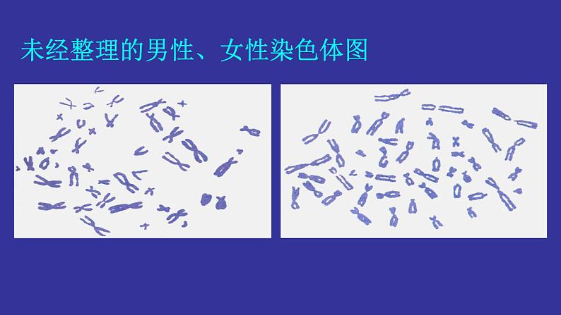 初中生物人教版八年级下册 第四节人的性别遗传 1 课件第4页