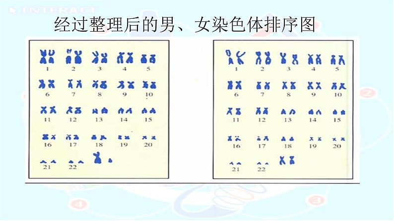 初中生物人教版八年级下册 第四节人的性别遗传 1 课件第5页