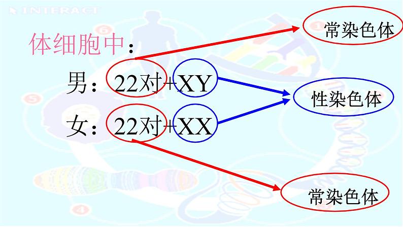 初中生物人教版八年级下册 第四节人的性别遗传 1 课件第7页