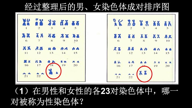 初中生物人教版八年级下册 第四节人的性别遗传 1 课件第8页