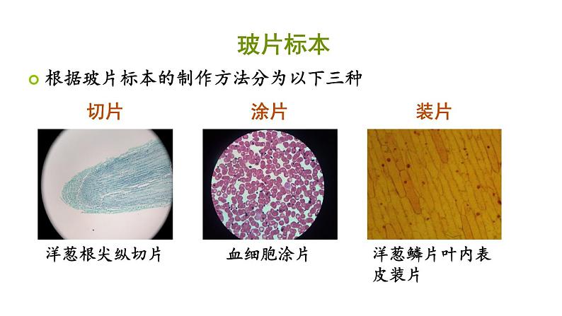 2.1.2植物细胞课件PPT第4页