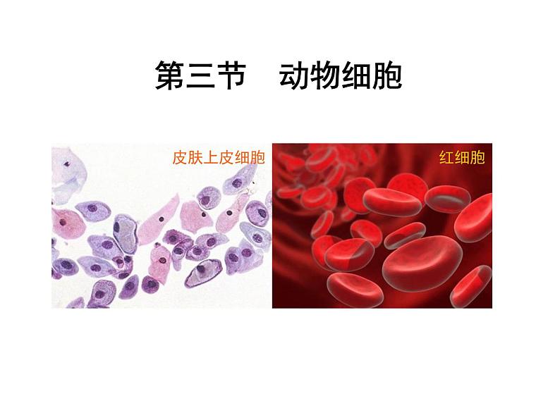 2.1.3动物细胞课件PPT第1页