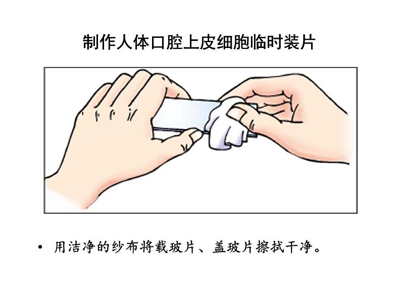 2.1.3动物细胞课件PPT第5页