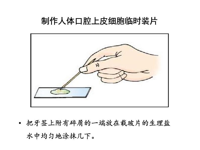 2.1.3动物细胞课件PPT第8页