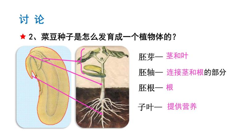 3.1.2种子植物课件PPT08