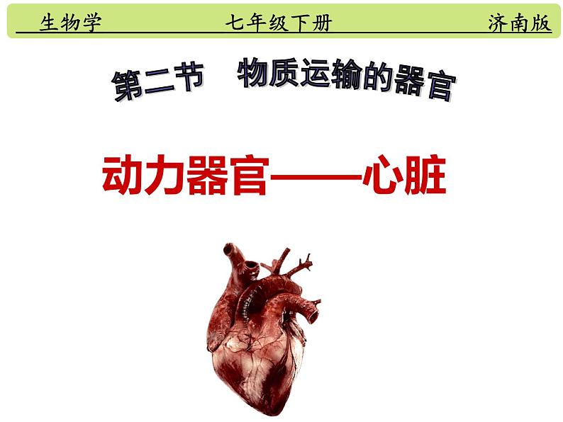 3-3-2物质运输的器官(动力器官—心脏)课件2021-2022学年济南版生物七年级下册第1页