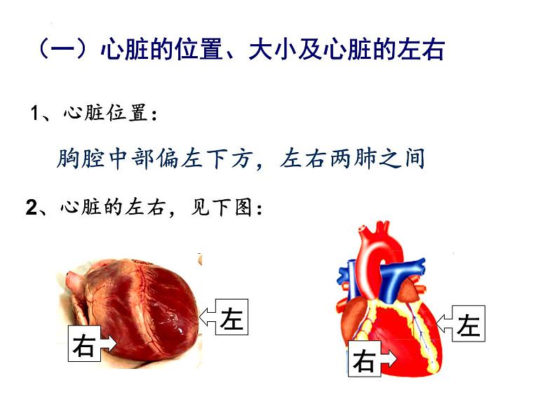 3-3-2物质运输的器官(动力器官—心脏)课件2021-2022学年济南版生物七年级下册第5页
