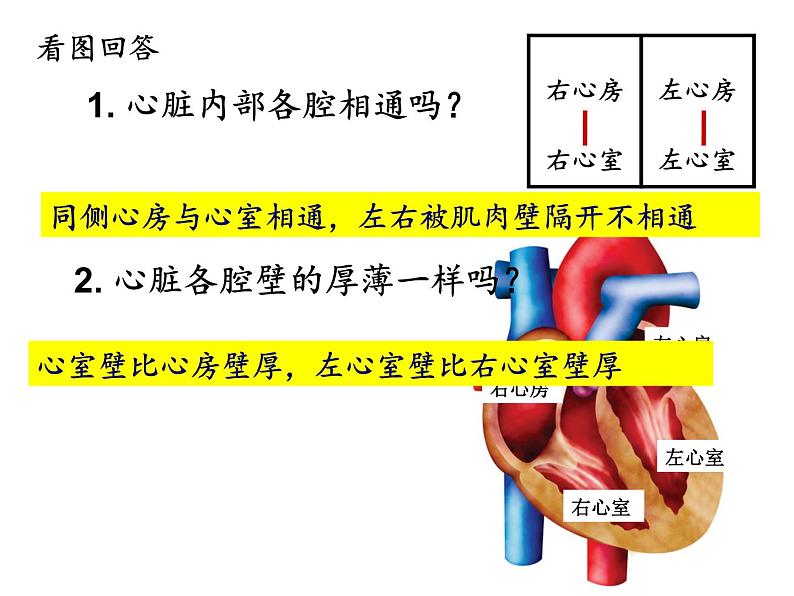 3-3-2物质运输的器官(动力器官—心脏)课件2021-2022学年济南版生物七年级下册第8页