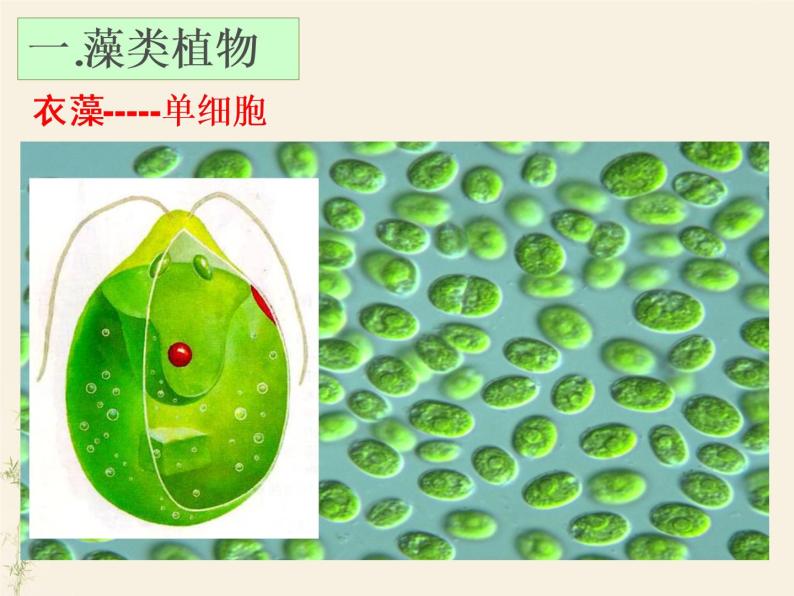 3.1.1藻类、苔藓和蕨类植物课件PPT07