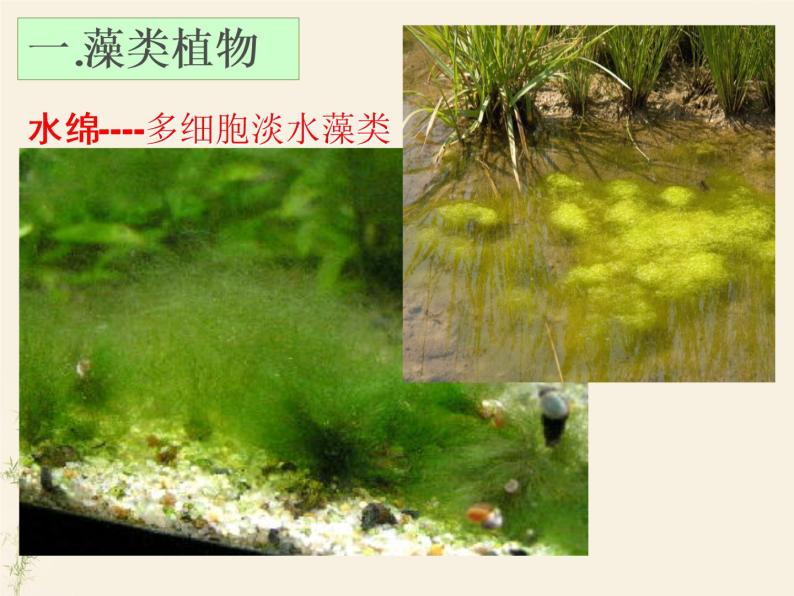 3.1.1藻类、苔藓和蕨类植物课件PPT08