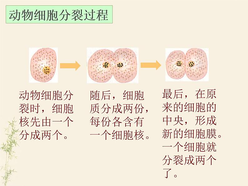 2.2.1 细胞通过分裂产生新细胞课件PPT第7页