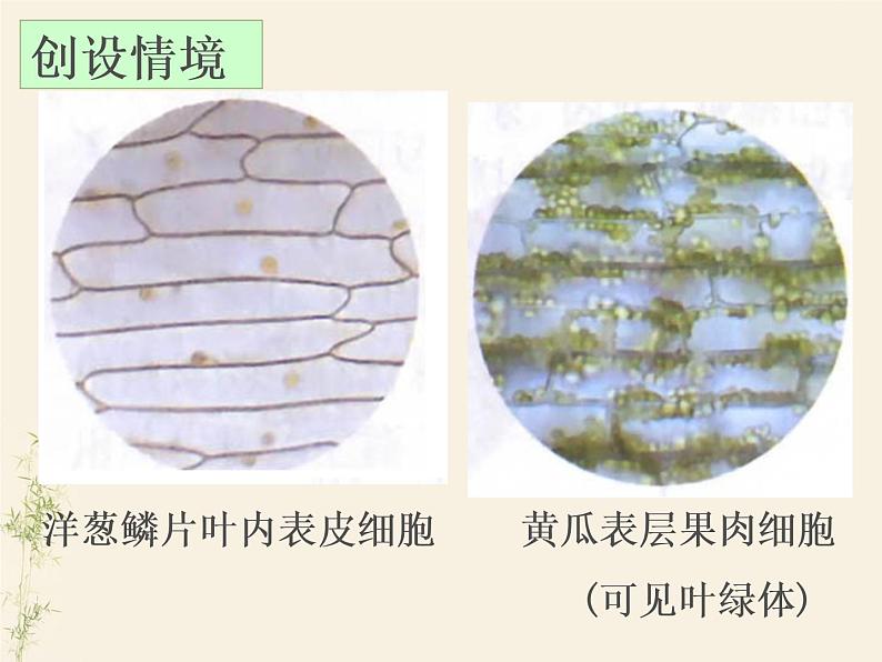2.1.3动物细胞课件PPT第3页