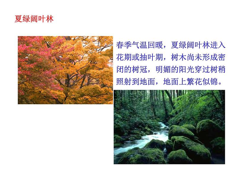 3.6爱护植被,绿化祖国课件PPT第8页