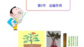 初中生物北师大版七年级上册第5节  运输作用课文课件ppt