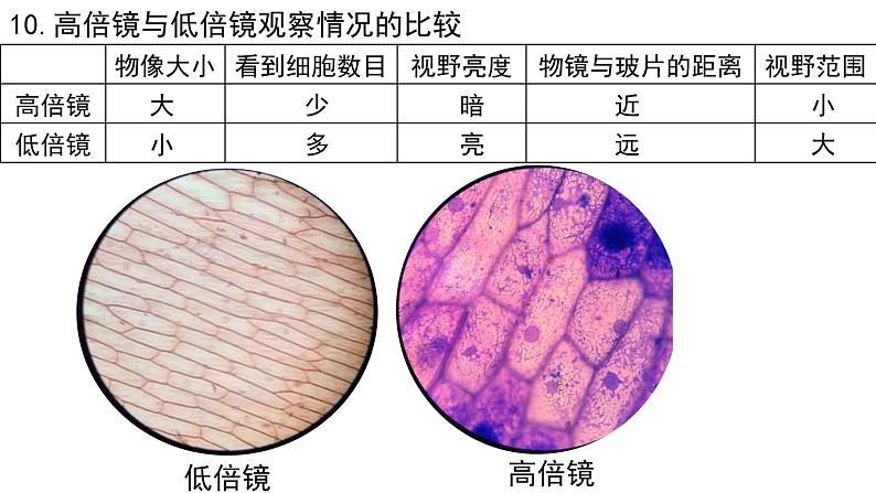 2022年中考生物一轮复习课件:专题02细胞是生命活动的基本单位第8页