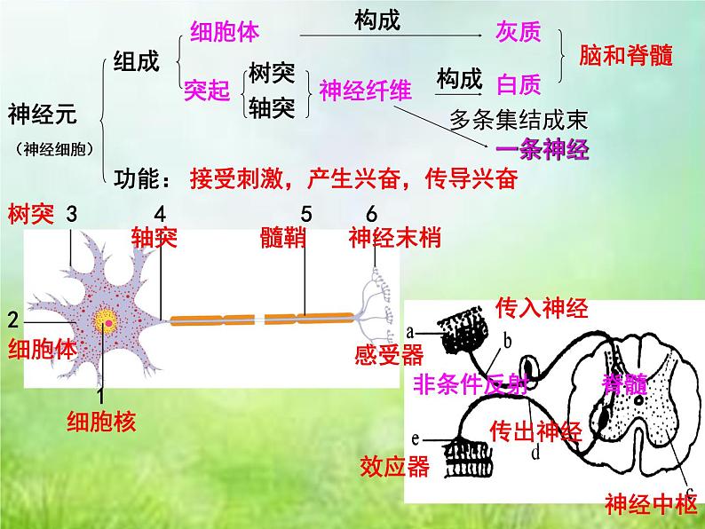 2022年中考复习:专题七《人体生命活动的调节》课件第2页