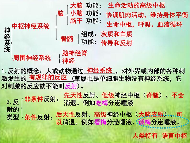 2022年中考复习:专题七《人体生命活动的调节》课件第3页