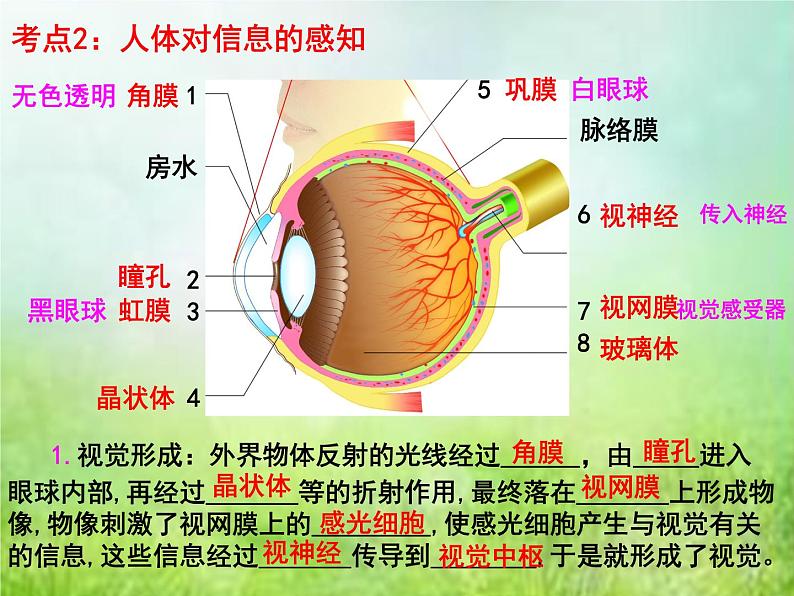 2022年中考复习:专题七《人体生命活动的调节》课件第6页