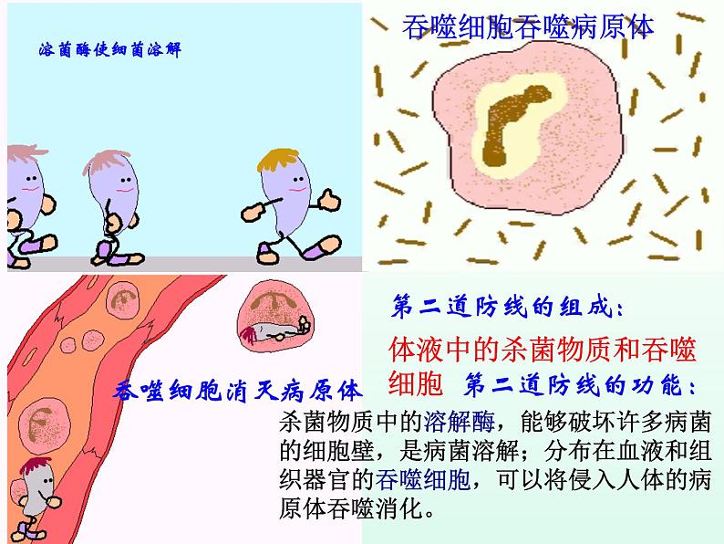 第二节-免疫与计划免疫课件06