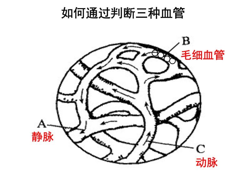 济南版七年级下册生物 3.2物质运输的器官 课件07