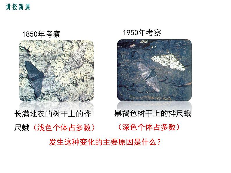 济南社八年级下册生物 5.1.4生物进化的原因 课件04