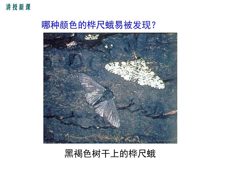 济南社八年级下册生物 5.1.4生物进化的原因 课件06