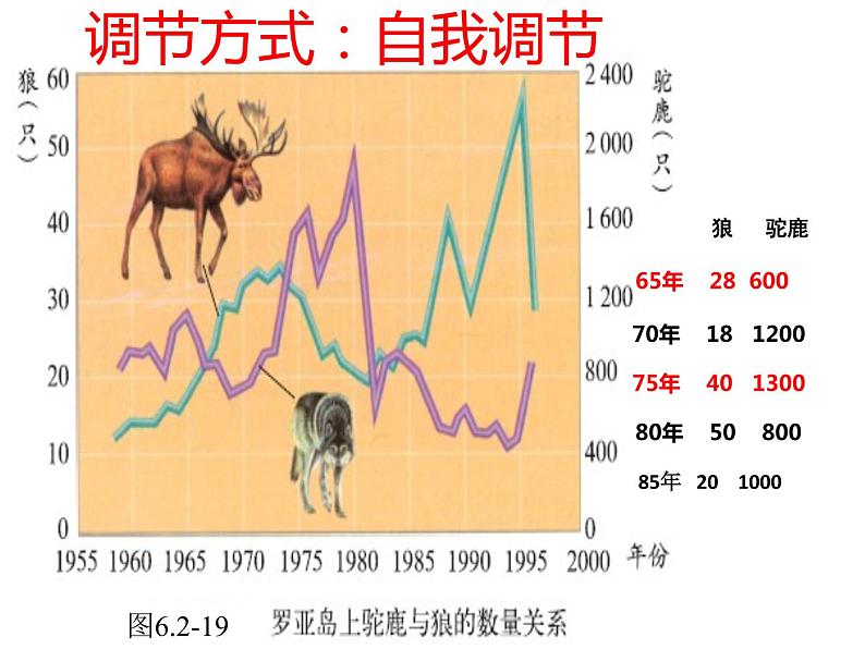济南社八年级下册生物 6.2.5生态系统的自我调节 课件第4页