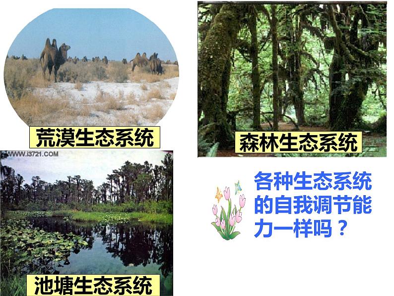 济南社八年级下册生物 6.2.5生态系统的自我调节 课件第8页